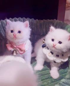 fluffy kitten