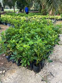 Schefflera Arboricola / Dwarf Umbrella Tree