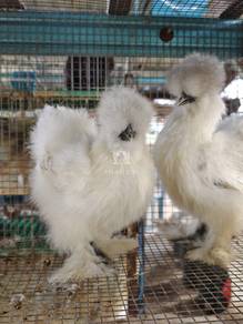 American Silkie 