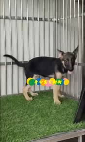 German Shepherd (F)