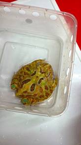 pacman frog sub adult