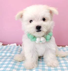 Maltipoo