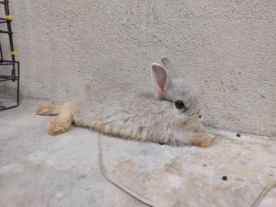 Cute rabbit
