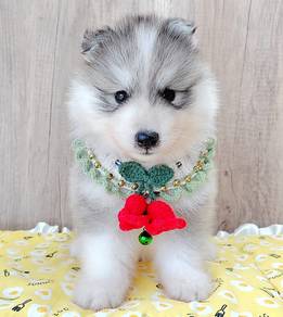 Husky