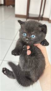 4 kitten ready for booking