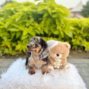 Mini Dachshund Male Puppy - 010