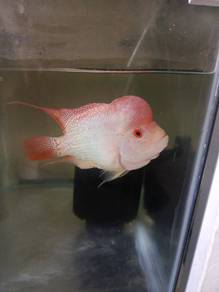 golden base (gb) louhan/flowerhorn