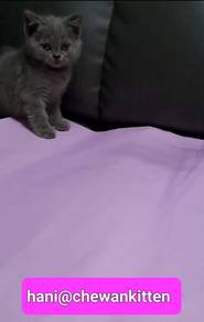 kitten. cute.
