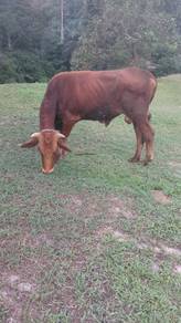 Lembu 2 ekor jantan, 1 betina