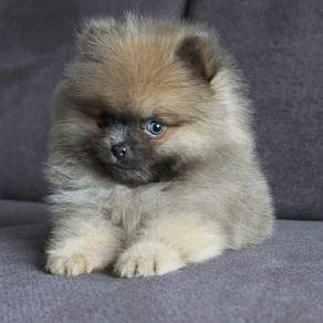 Winsome Pomeranian small fluffy puppy Puppy Dog