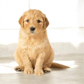 Goldendoodle male puppies