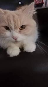 free cat