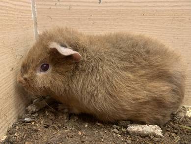 Teddy Guinea Pig