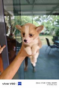 corgi