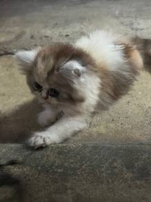 kucing munchkin betina