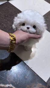 Korean Maltese -Boy 