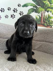 Black Labrador 5