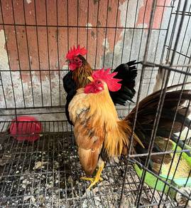 Ayam serama