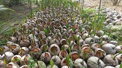 kelapa SGG CN16, SGG Cross Hijau, Mataq, Pandan