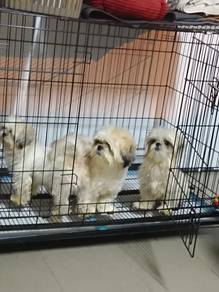 shihtzu for sale