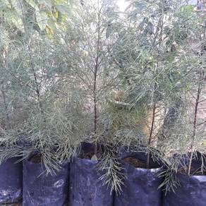 Pokok Rhu Pantai / Casuarina Eqiusetigolia