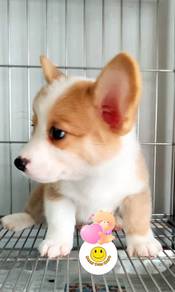 GT-300228 Welsh Corgi 2 - 4 months old