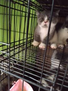 Bsh Female 