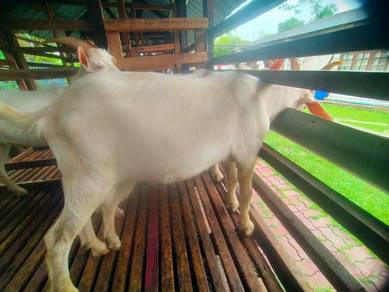Kambing Jantan baka saiz besar