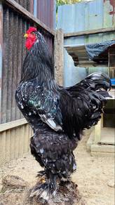 Brahma