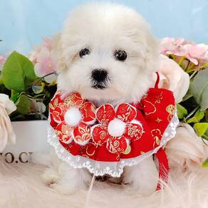 Bichon