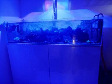 Reef tank with coral 