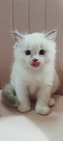 Ragdoll to rehome (Mur2)