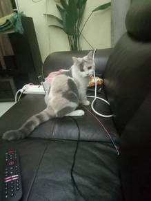 Cat rehome