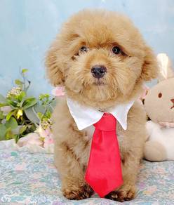 Poodle