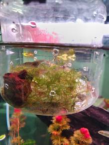 Udang aquarium