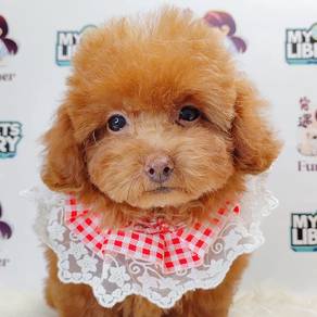 Poodle Toy