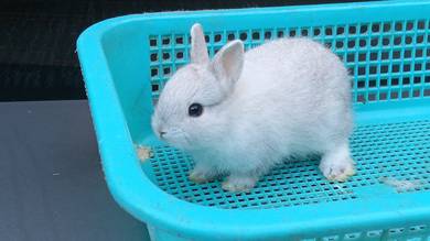 Rabbit netherland dwarf