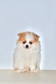 A25 Little Pomeranian Puppy