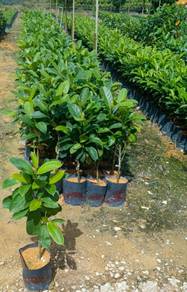 Anak pokok cempedak Penang king kawin