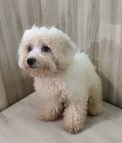 Poodle puppy for sale