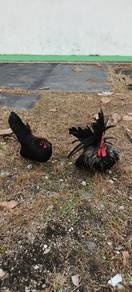 Japanese bantam