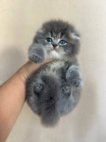 Non standard Munchkin