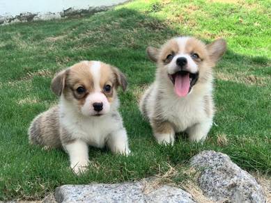 Welsh corgi mka mka mka