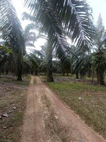Agricultural Land in Bentong, PHG