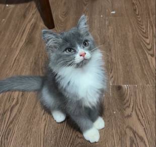 Kitten DLH mix | Male | 3 Months Old