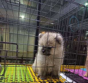 Tiny Pomeranian