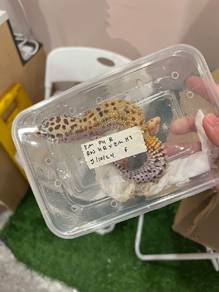 Gecko EM PH R