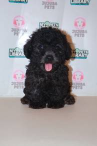 f43 Lovely Poodle Puppy