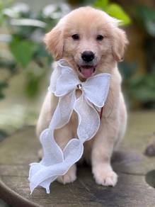 golden retriever puppies l