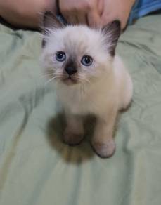 Siamese kitten cat